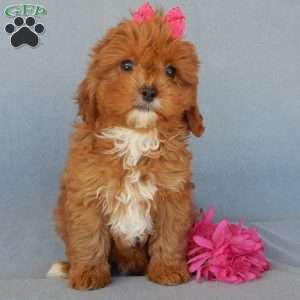 Penny, Cavapoo Puppy